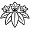 陰笹竜胆